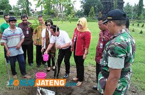 penanaman pohon di taman sojiwan oleh bupati klaten