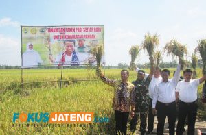 Menteri pertanian panen raya di sragen