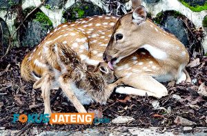 Rusa totol di rumdin bupati boyolali