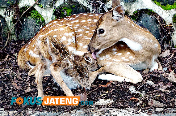 Rusa totol di rumdin bupati boyolali