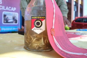 Barang Bukti 9.320 ekor benih lobster di Mako Ditpolairud Semarang