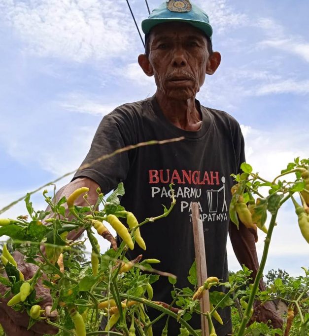 petani cabai