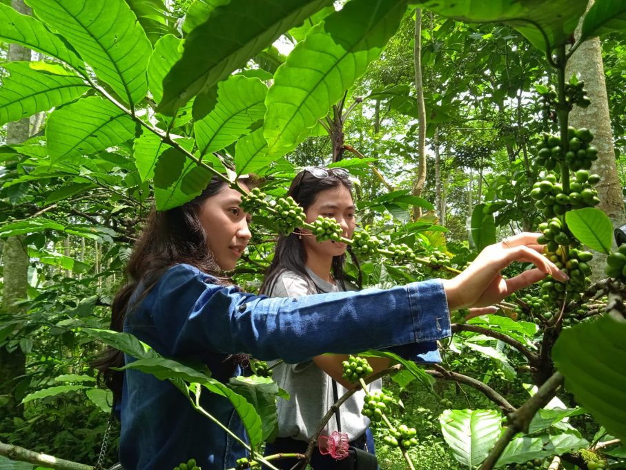 Nikmati Seduhan Kopi Nangka di Tengah Hutan Kopi